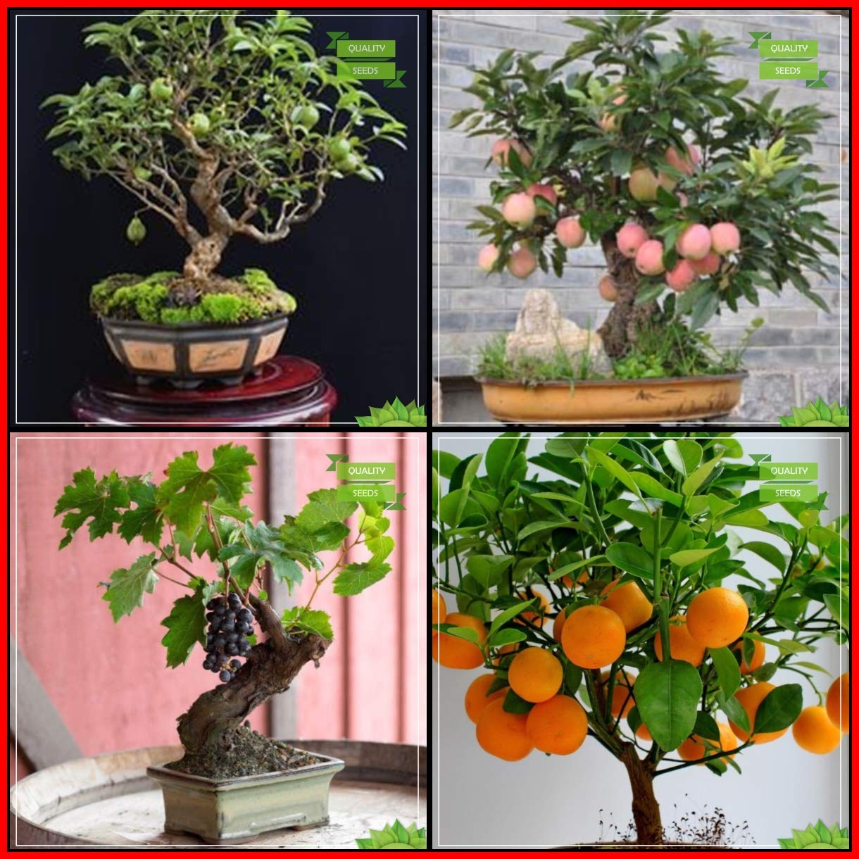 See full amazon price history chart for Creative Farmer Garden Plant Seeds Combo Fruit Bonsai Suitable : Guava, Apple, Grape, Orange Fruit Bonsai SuitableTerrace Gardening Creative Farmer Garden Plant Seeds Combo Fruit Bonsai Suitable : Guava, Apple, Grape, Orange Fruit Bonsai SuitableTerrace Gardening (B07HTS86JS) Amazon Price History, Amazon Price Tracker