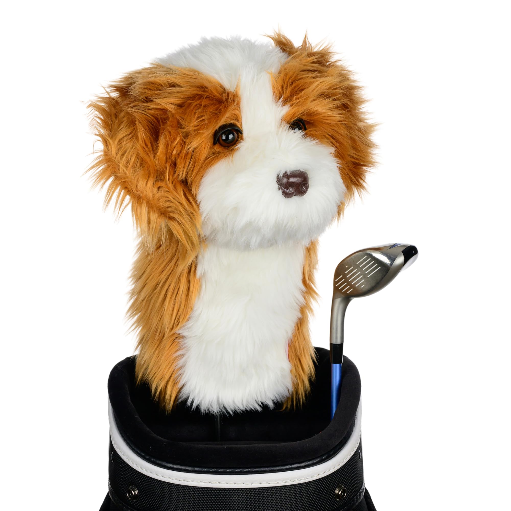 Daphne's Headcover - Cavapoo