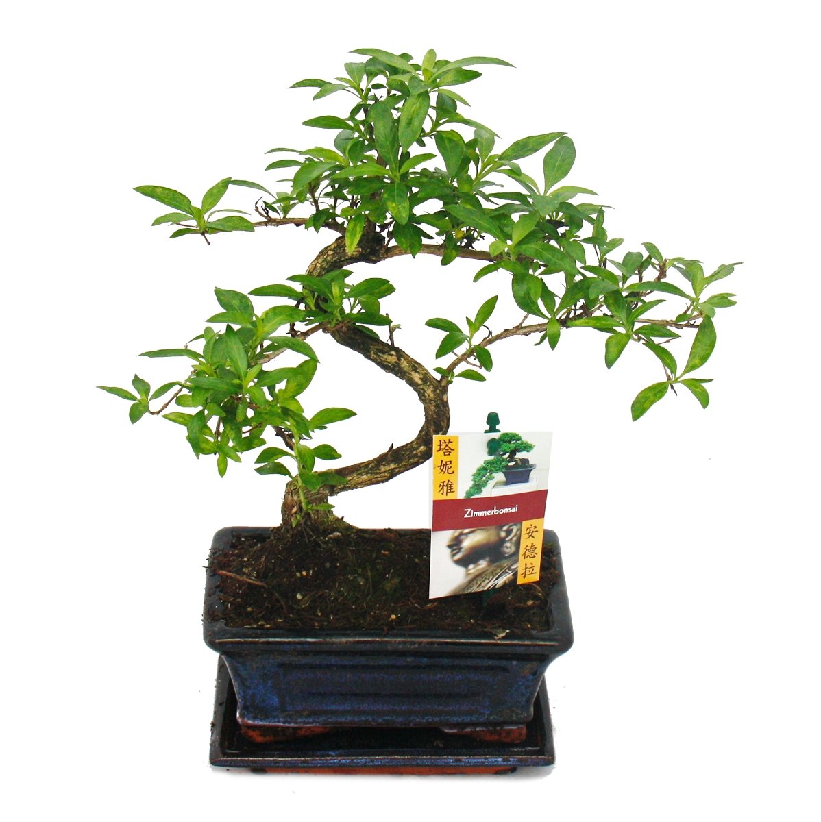 rote glanzmispel standort Glanzmispel Red Robin (Photinia x fraseri 'Red Robin') | 175-200 cm im Topf