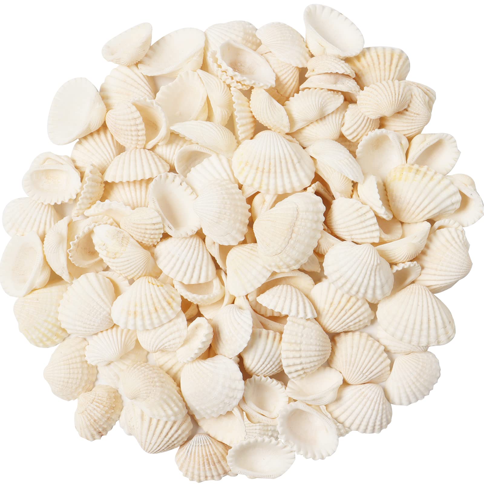 gsnma 220pcs White Beach Shells Natural Scallop Shells Mini White Seashells White Small Seashells for Home Decor, Vase Filler,Beach Decorations Shells Candle DIY Craft Shell Mix Size 300g