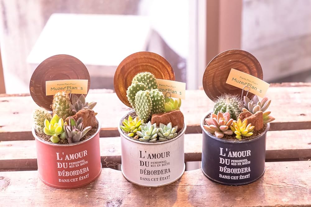 Amazon｜多肉植物 寄せ植え 苗 おまかせ MIX セット 誕生日祝い