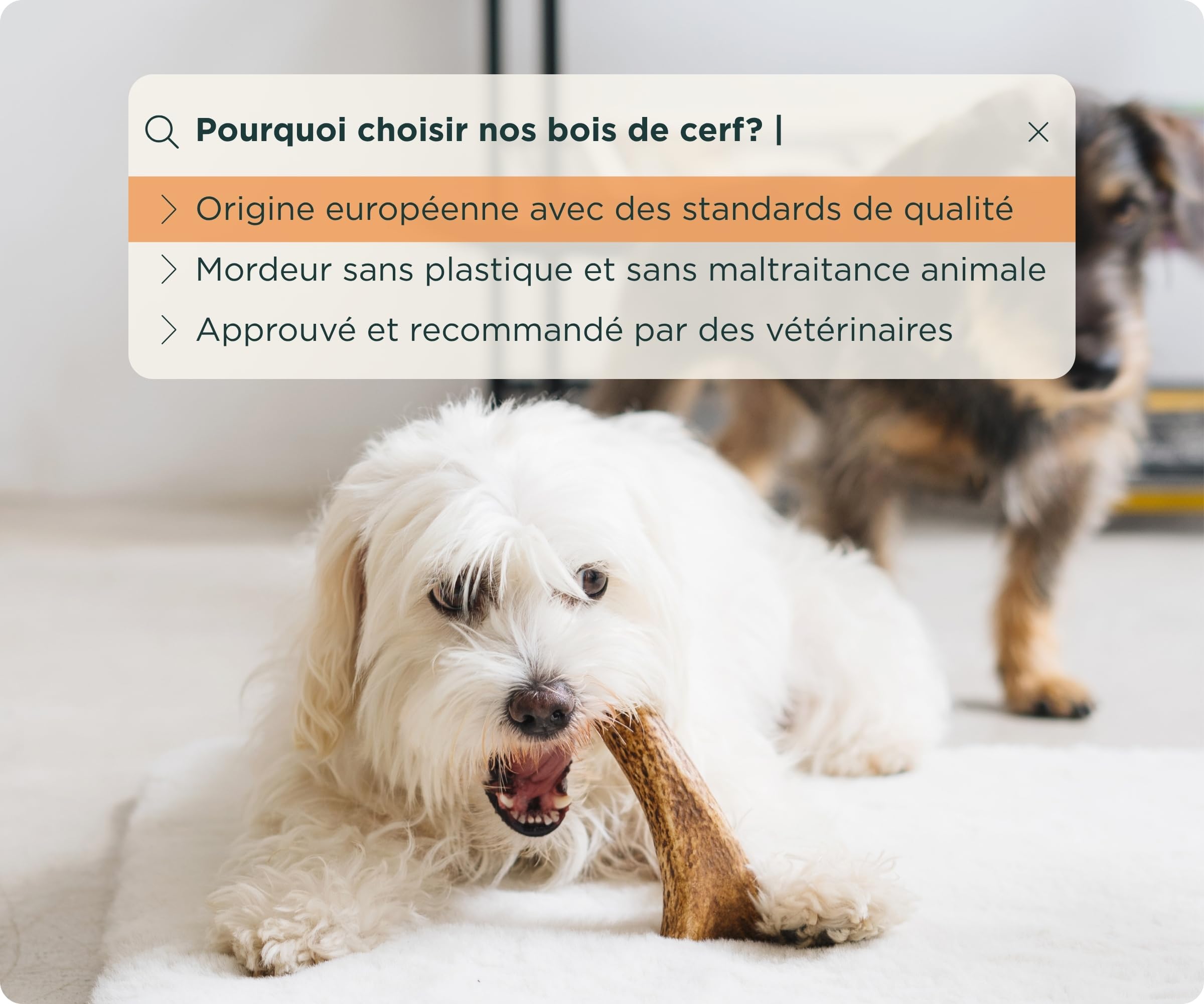 Wolf Belly - Bois de Cerf pour Chiens 100% Naturel (Taille S) Corne Durable et Résistante | Réduit Tartre et Plaque | Riche en Calcium et Protéines | Calme Stress | Inodore - Fabriqué en Europe