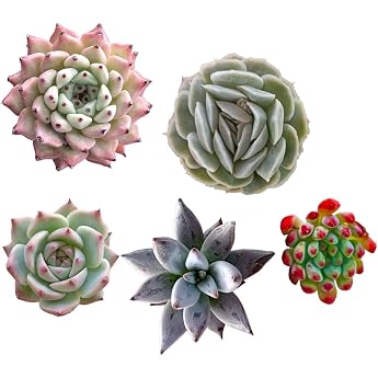Succute Echeveria Succulent Korean Seedlings Pre-rooted "Set of 5 Varieties Names", Stains Width Approximately 1.2 - 2.0 inches 3 - 5 cm