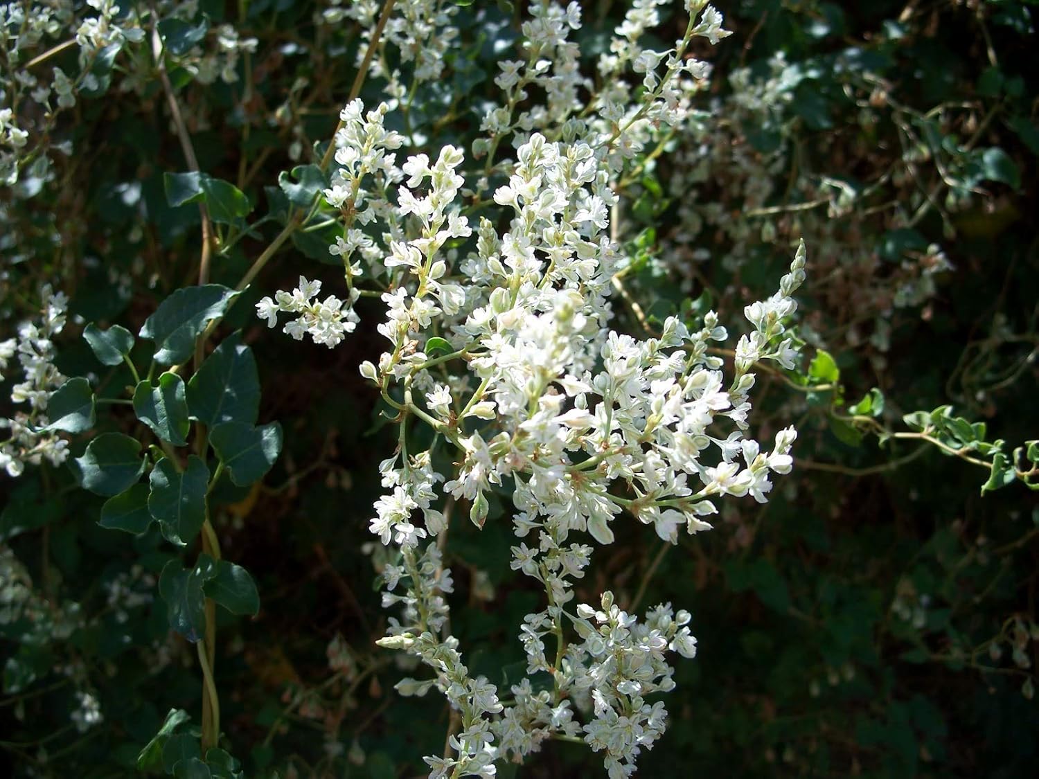 Silver Lace Vine - 2 Live Starter Vines in 2 Inch Growers Pots - Fallopia Aubertii - Beautiful Easy Care Outdoor Air Purifying Houseplant Vine