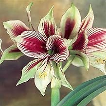 Amarylli Planting Plantation Planting Professional USA -4 Bulbs-a