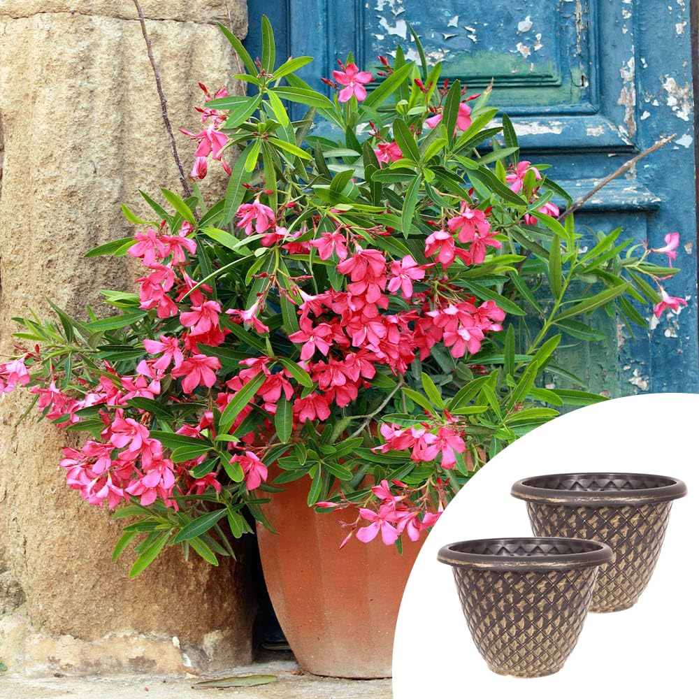 Yougarden Pink Premium Oleander 'Emilie' Bushes, Pair Of Established Oleander In 15Cm Pots, Flowers With Pinecone Planters 34Cm Black Gold