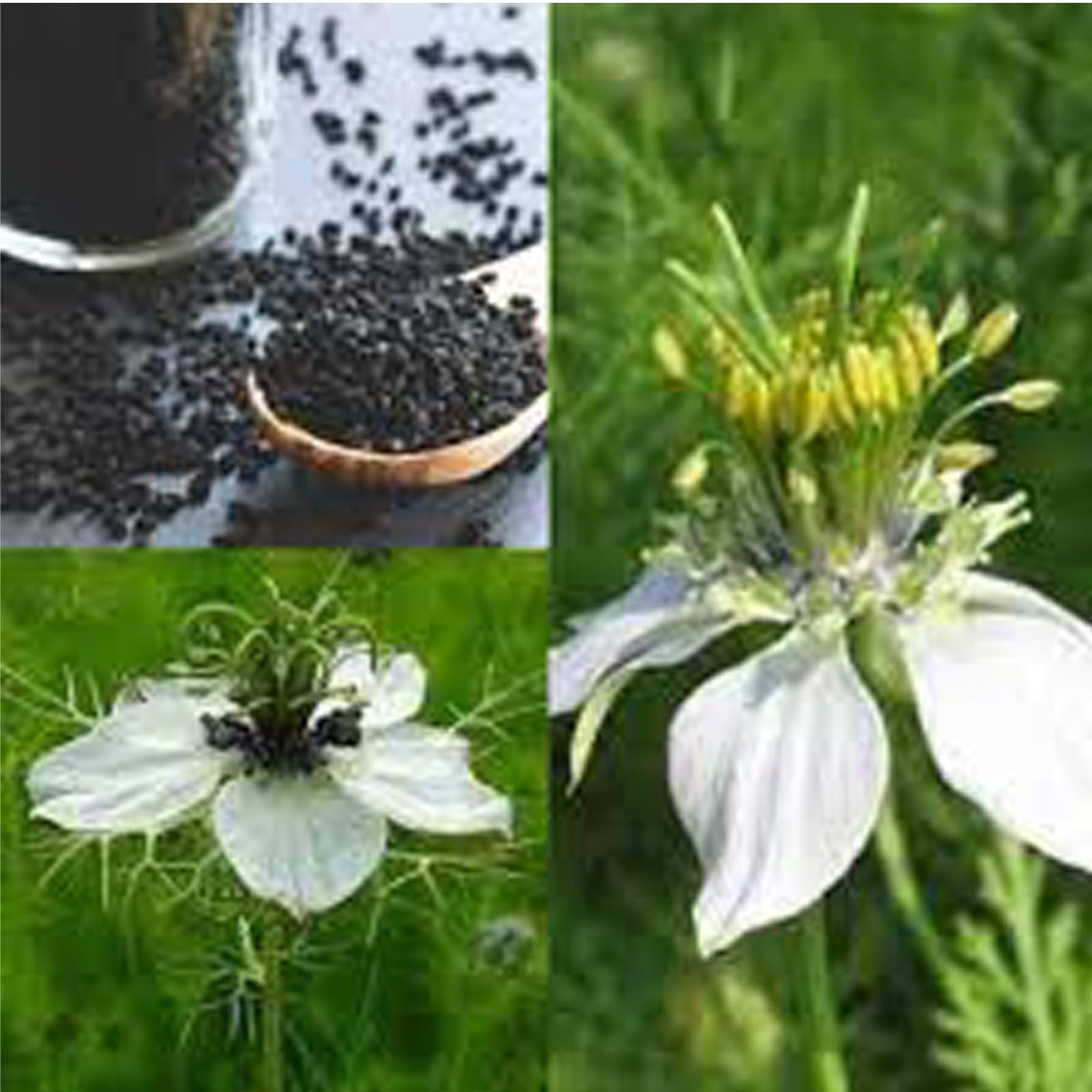 Kalonji Powder - Black Cumin Spice -5 Kalonji Powder - Black Cumin Spice -5