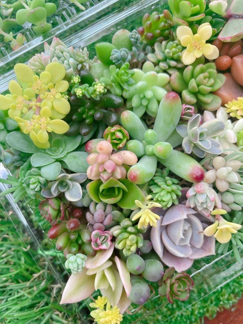 Amazon｜☆多肉植物 セダムカット苗セット で !｜観葉植物 オンライン通販