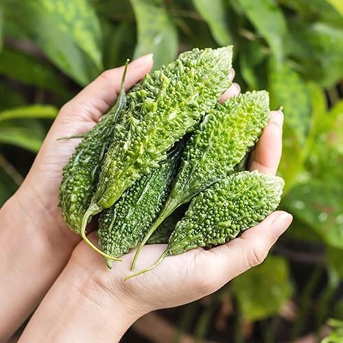 QAUZUY GARDEN 10 semillas de calabaza de melón amargo (Balsam-PearKarela) Semillas de Momordica Charantia, comestibles y altamente nutritivas,