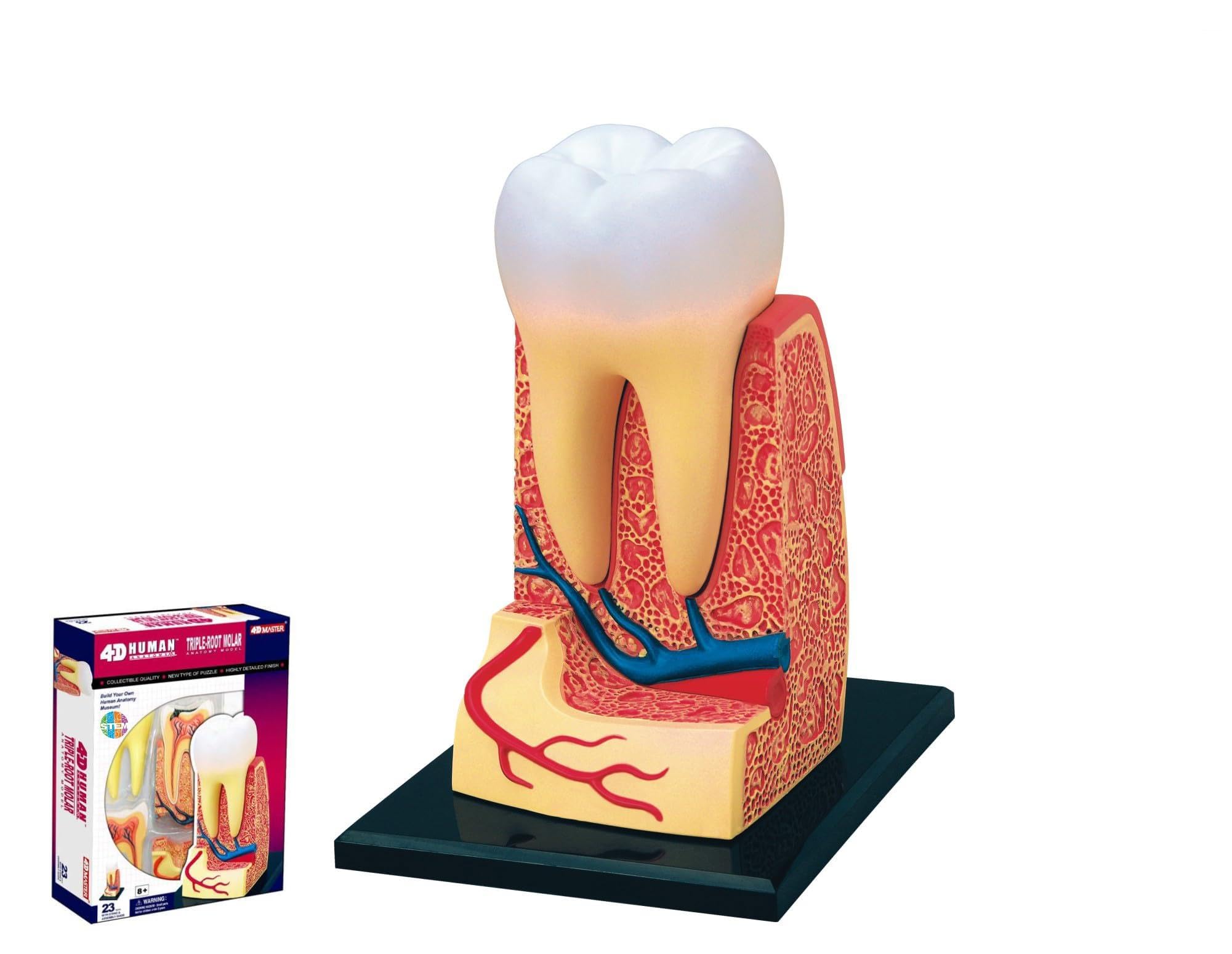 Human Anatomy - Triple-Root Molar
