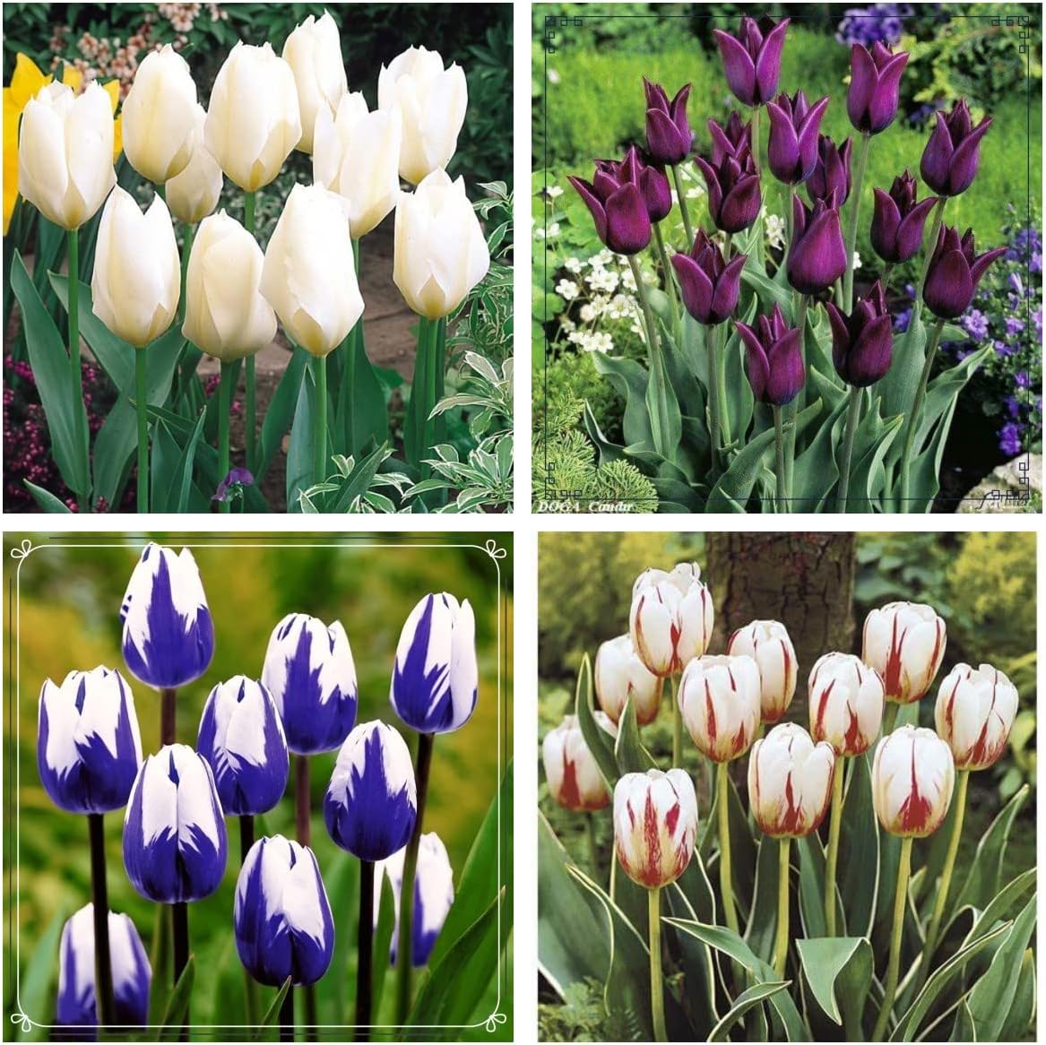 Black Tulip Bulbs,Tulip Planting,Hardy Perennial,Ornamental Flowers