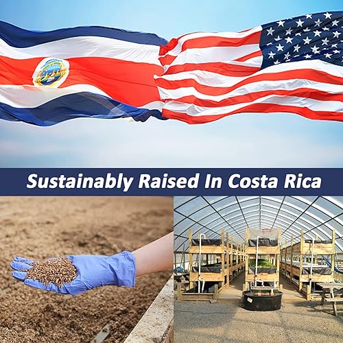 Miniatura 3 de Exotic Nutrition Alimento para pollo con gusanos de gusanos larvas de 5 libras | Cultivado en Américas | Mejor que los gusanos de la harina | Larvas