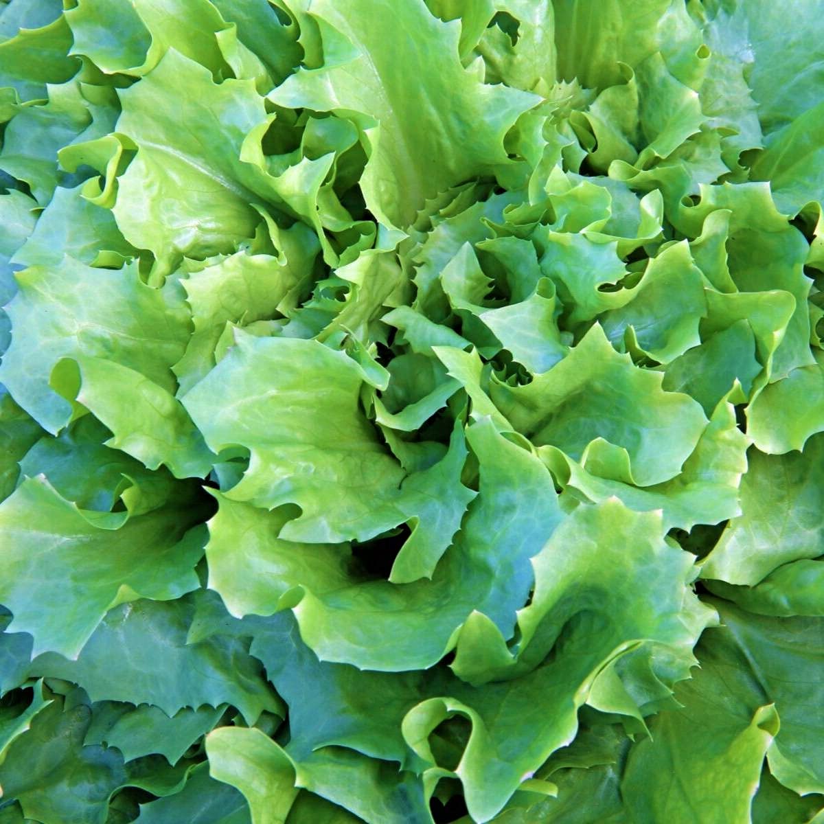 Broadleaf Batavian Endive Lettuce - 100 Count Seed Pack - A Cool-Weather Leafy Green with Slightly Bitter Leaves - Country Creek LLC
