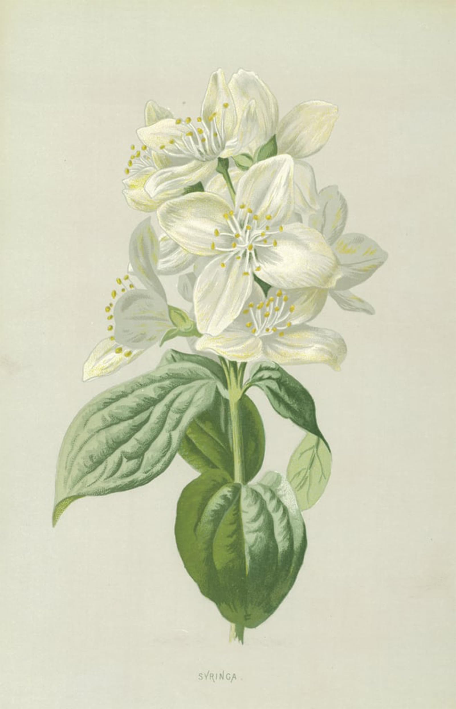 SERENDIPITP Vintage Picture Print on Canvas Wall Art Poster Syringa by Frederick Edward Hulme Artwork Print Poster for Wall Decor 60x90cm