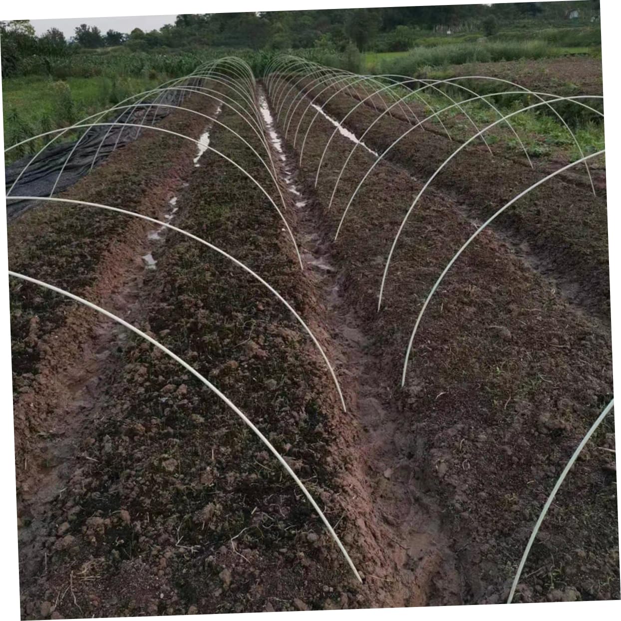 Milisten Gewächshausbögen aus Polyethylen und Glasfaser Wiederverwendbar für Pflanzentunnel Gartenunterstützung im Gemüsegarten