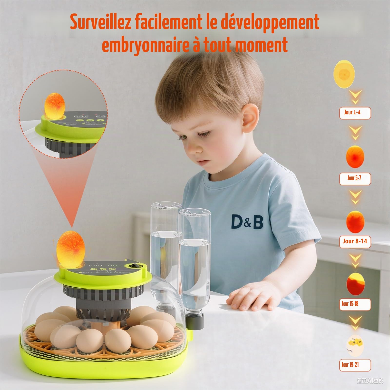 Couveuse Oeuf Automatique 12 Œufs, avec Alimentation en Eau, Retourneur Œufs Automatique, Contrôle Température et Humidité, Testeur Œufs, Vision à 360°, pour Poules, Cailles et Canards (B)
