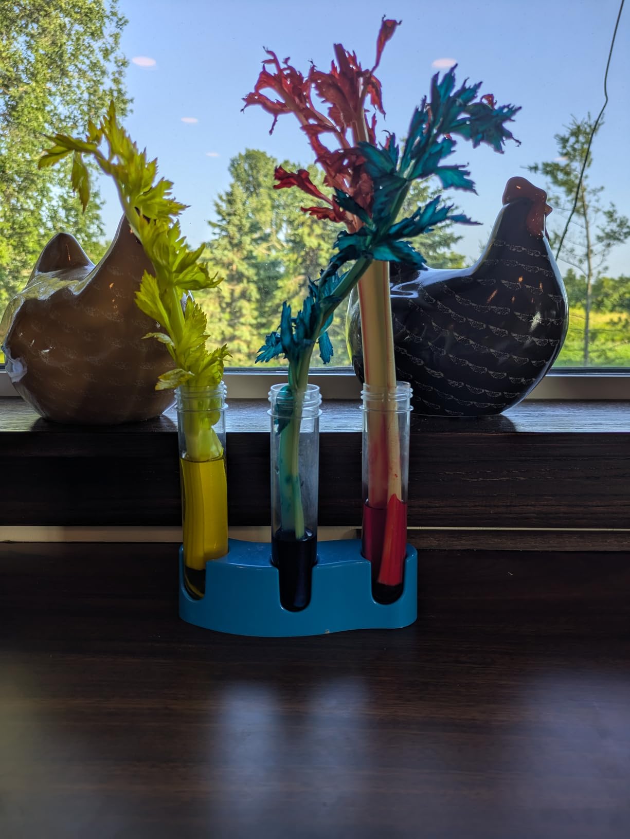 Crystal growing experiment from the chemistry set showing colorful crystals in progress