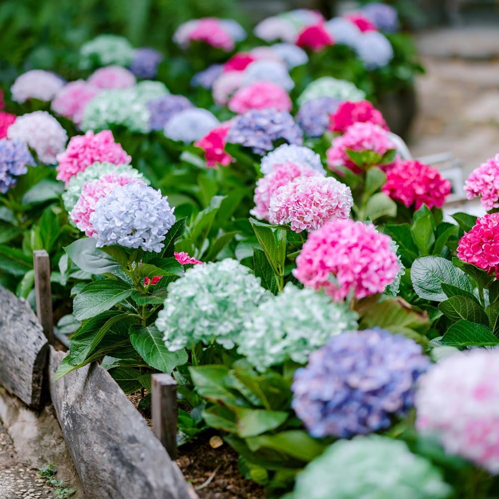 Amazon.com : Assorted Hydrangea Live Plant, Hydrangea Shrub, 5-11