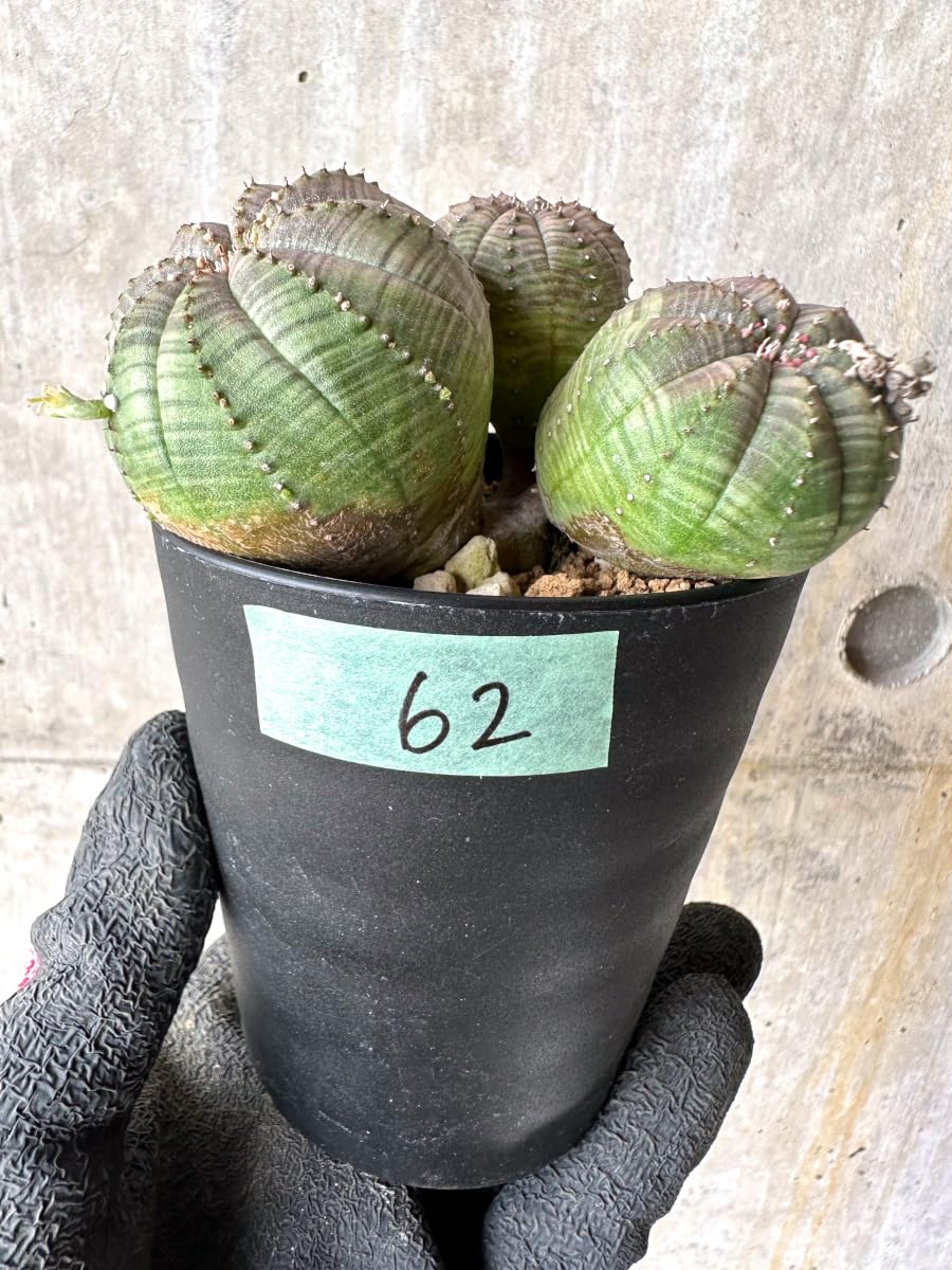 Amazon｜【現品限り】ユーフォルビア・オベサ 多頭【H62】 Euphorbia