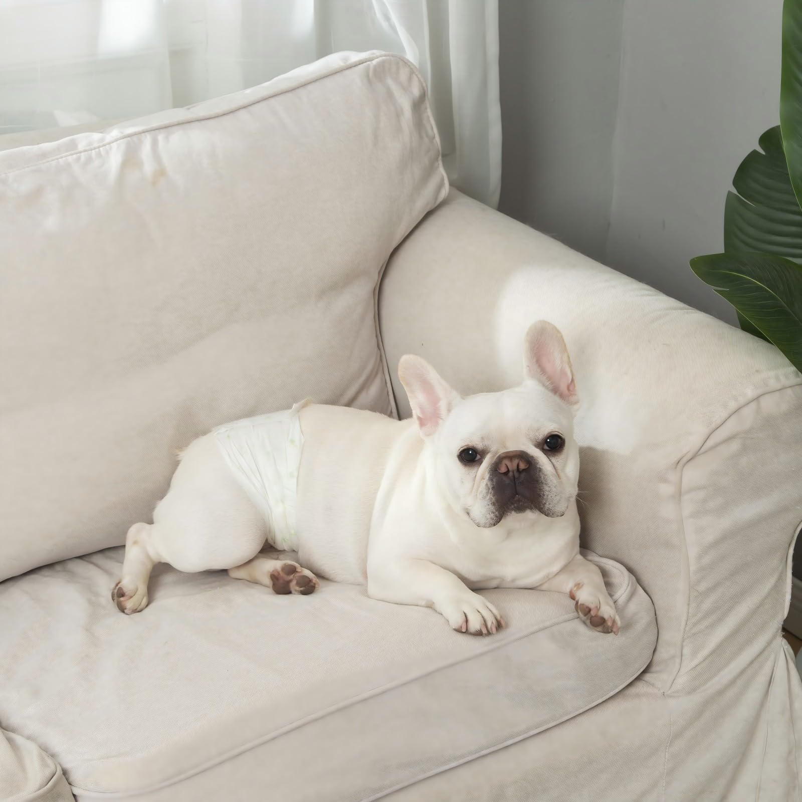 IMMCUTE Pañales para perros machos, 50 unidades, tamaño pequeño, envolturas desechables para perros machos con indicador de humedad, pañales ajustables para cachorros, tecnología de gel Flashdry,