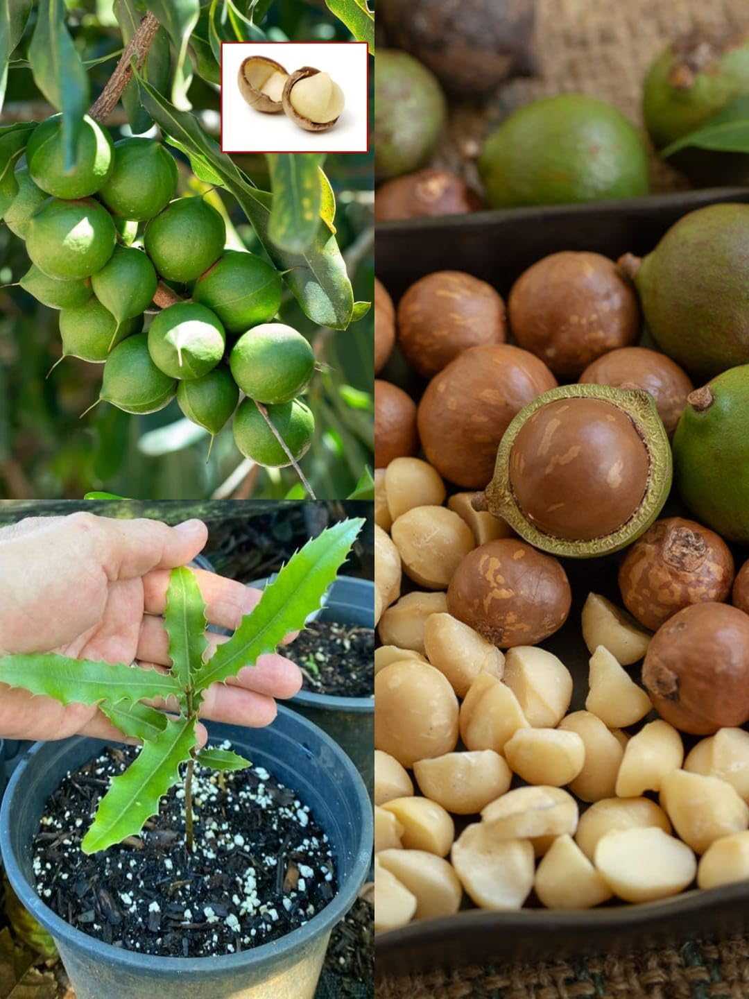 Green Colections " Macadamia Nut Fruit Plant (Macadamia integrifolia) " Orginal Rear Variety 1 Healthy Live Plant || For Home Garden (1-2 Feet Size) (B0D3TPT7VX) Amazon Price History, Amazon Price Tracker
