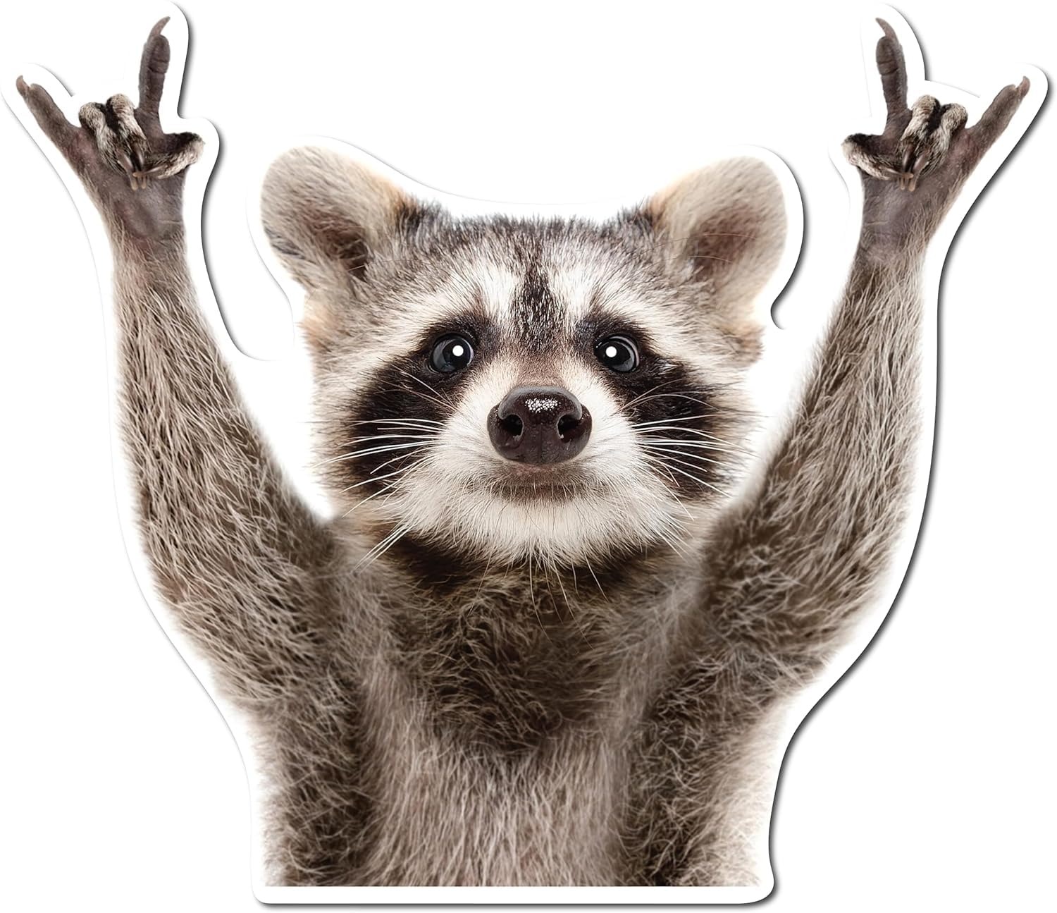 Amazon.com: Rocking Raccoon Sticker, Funny Raccoon Cute Sticker 5.5 ...