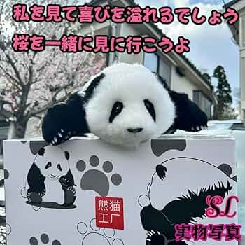 三月の和花パンダぬいぐるみ 中国人気No.1ファーファー シリコン爪 71qVByH3OwL._UF350,350_QL50_.jpg