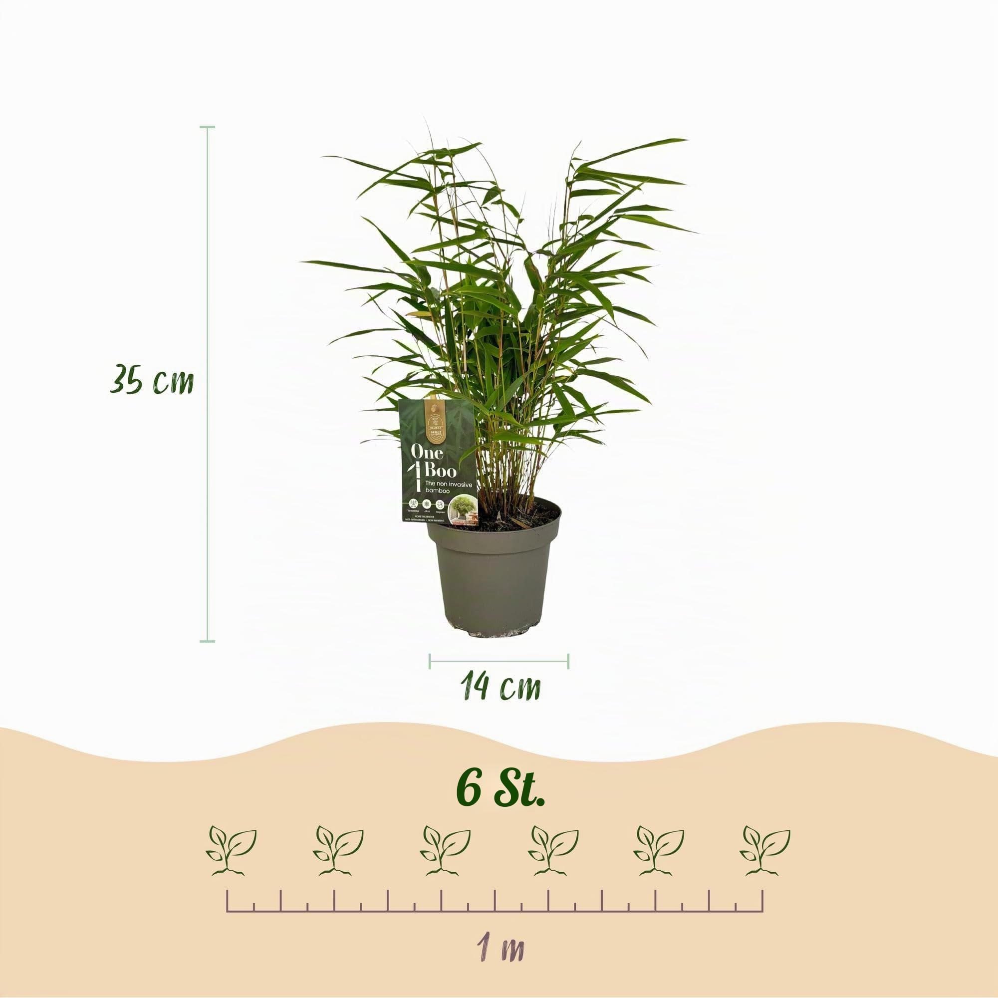Green boutiQ - Bambus - Fargesia Rufa - Immergrün - Nicht invasiv - Grün - 18 Pflanzen - Topf 14cm - Höhe 35cm