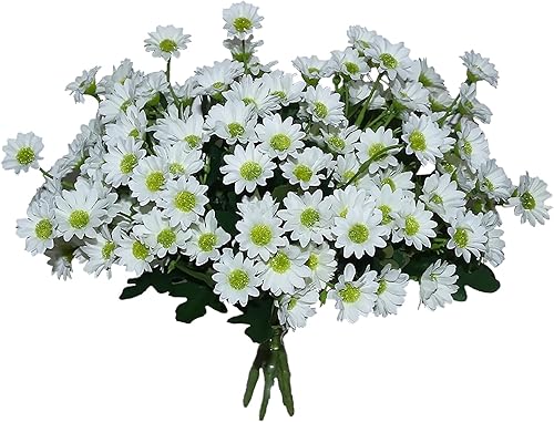 Flores artificiales falsas, 6 paquetes de margaritas blancas de plástico para exteriores, resistentes a los rayos UV, margaritas falsas de
