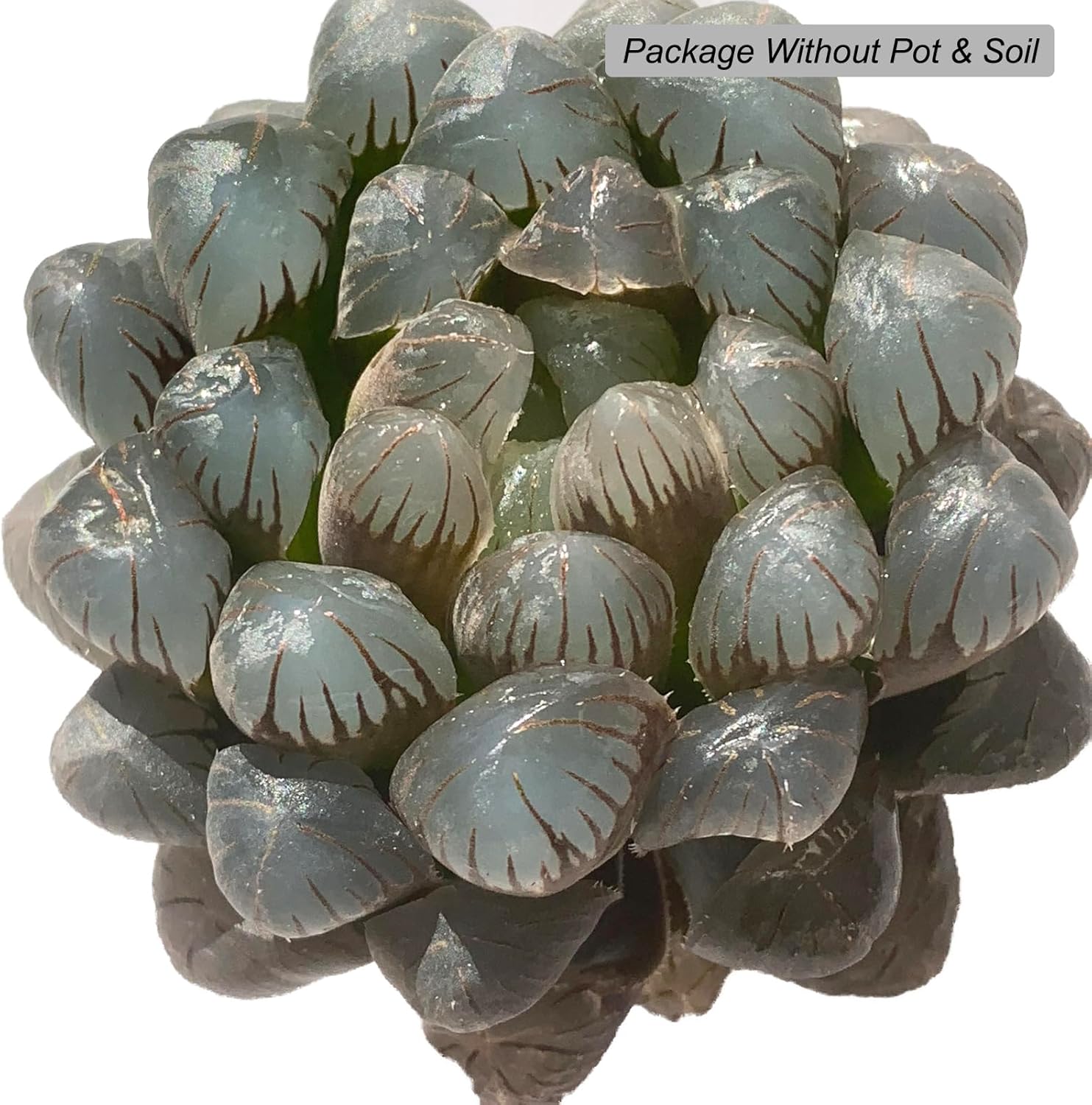 Haworthia Cooperi Ice Lantern Rare Live Succulent Plants, Green 1 Head Pot 2.5" Live Plant, Package Without Pot Soil, Garden Indoor Office Desk, Party Baby Shower Decoration, Friend Plant Lover Gifts