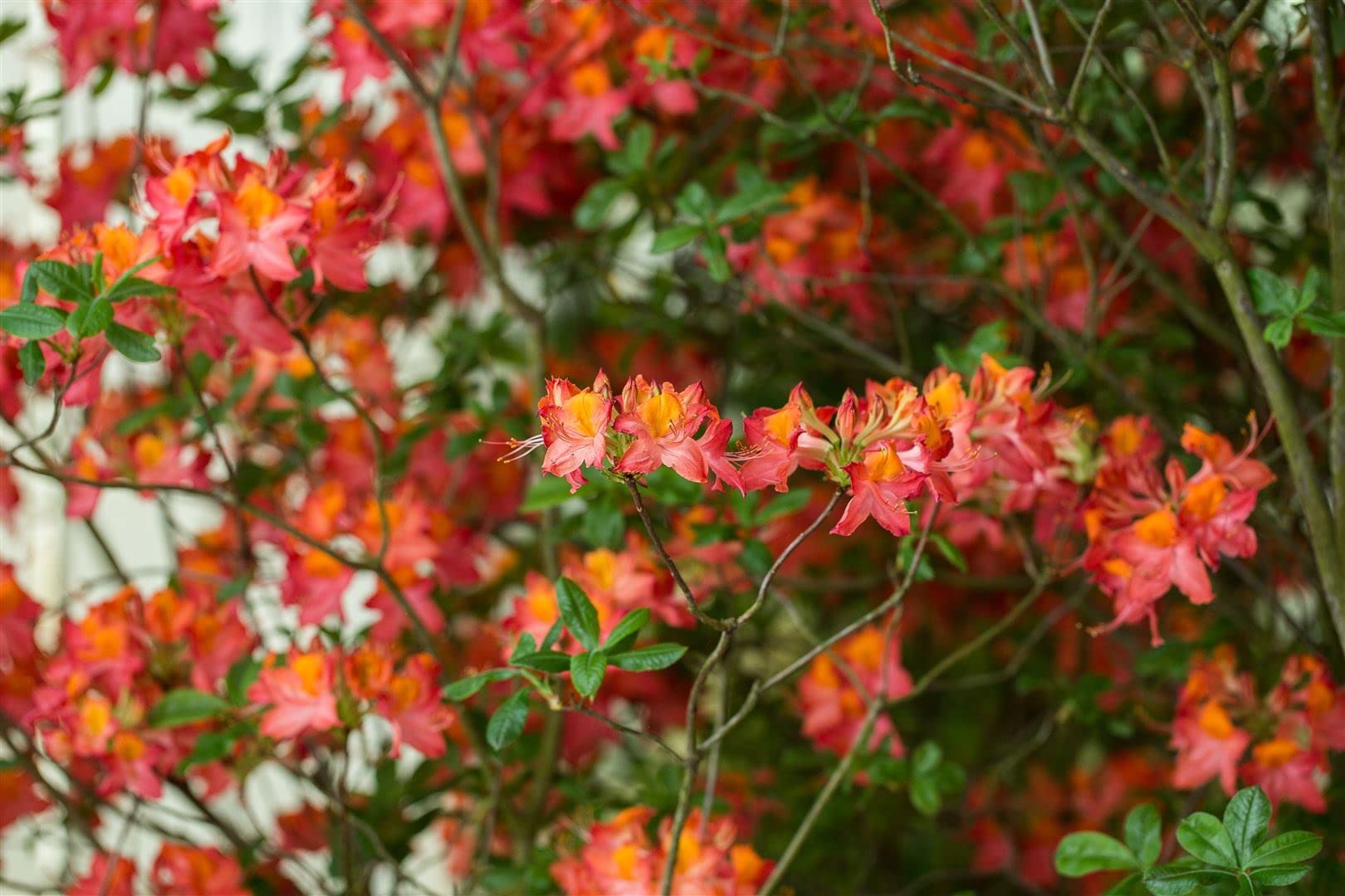 Azalia Rhododendron luteum Royal Command 60 cm pień mrozoodporny | Jasnożółty kwiat, pachnący, łatwy w pielęgnacji, idealny jako pasjans, przyciąga wzrok w grządce, wytrzymały, trwały