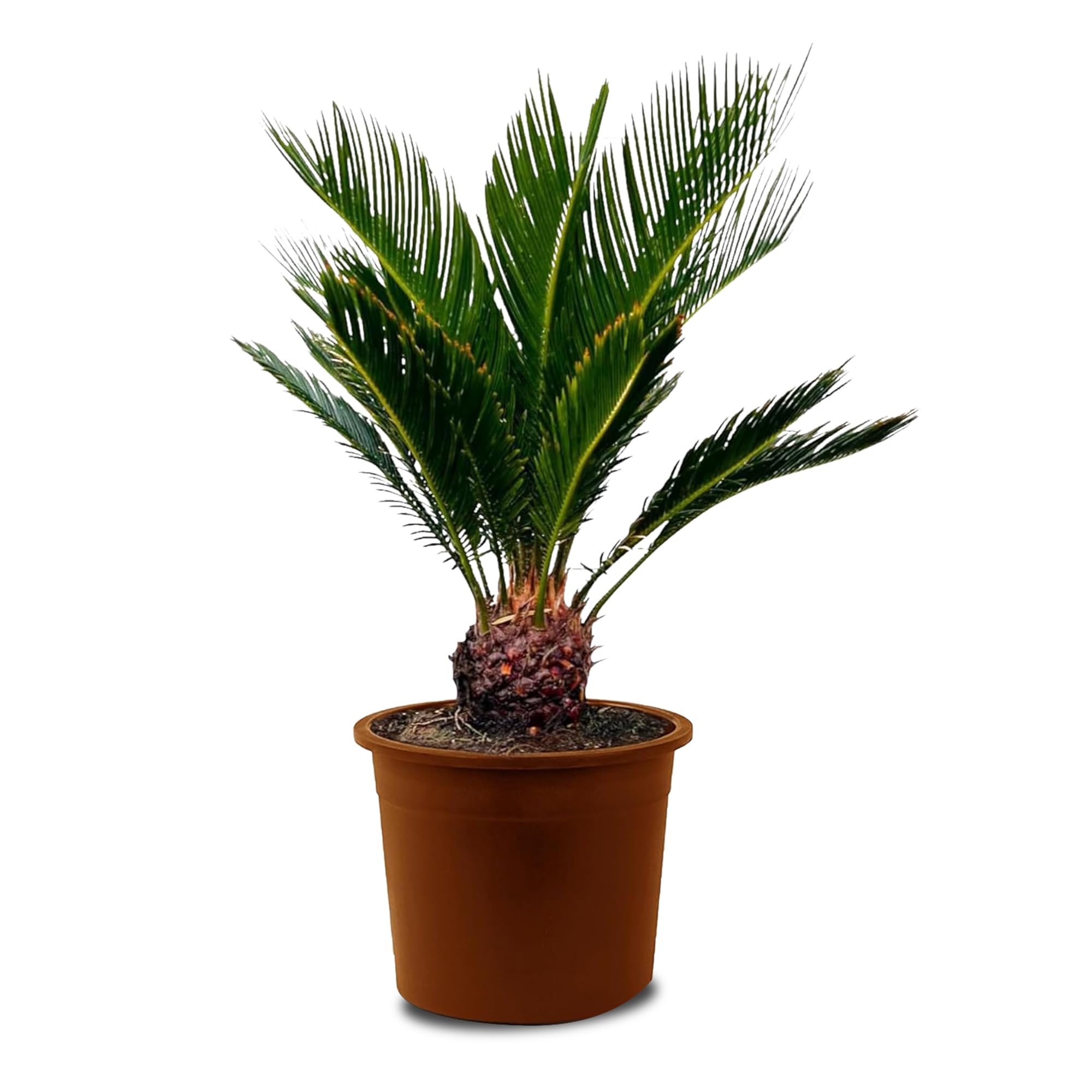 Tropictrees - Cycas Revoluta - Plante à feuillage persistant - Fougère palmiste - Fougère sagou - Plantes d'intérieur - Fougère palmiste japonaise - hauteur 80cm - hauteur de tige 5/10cm