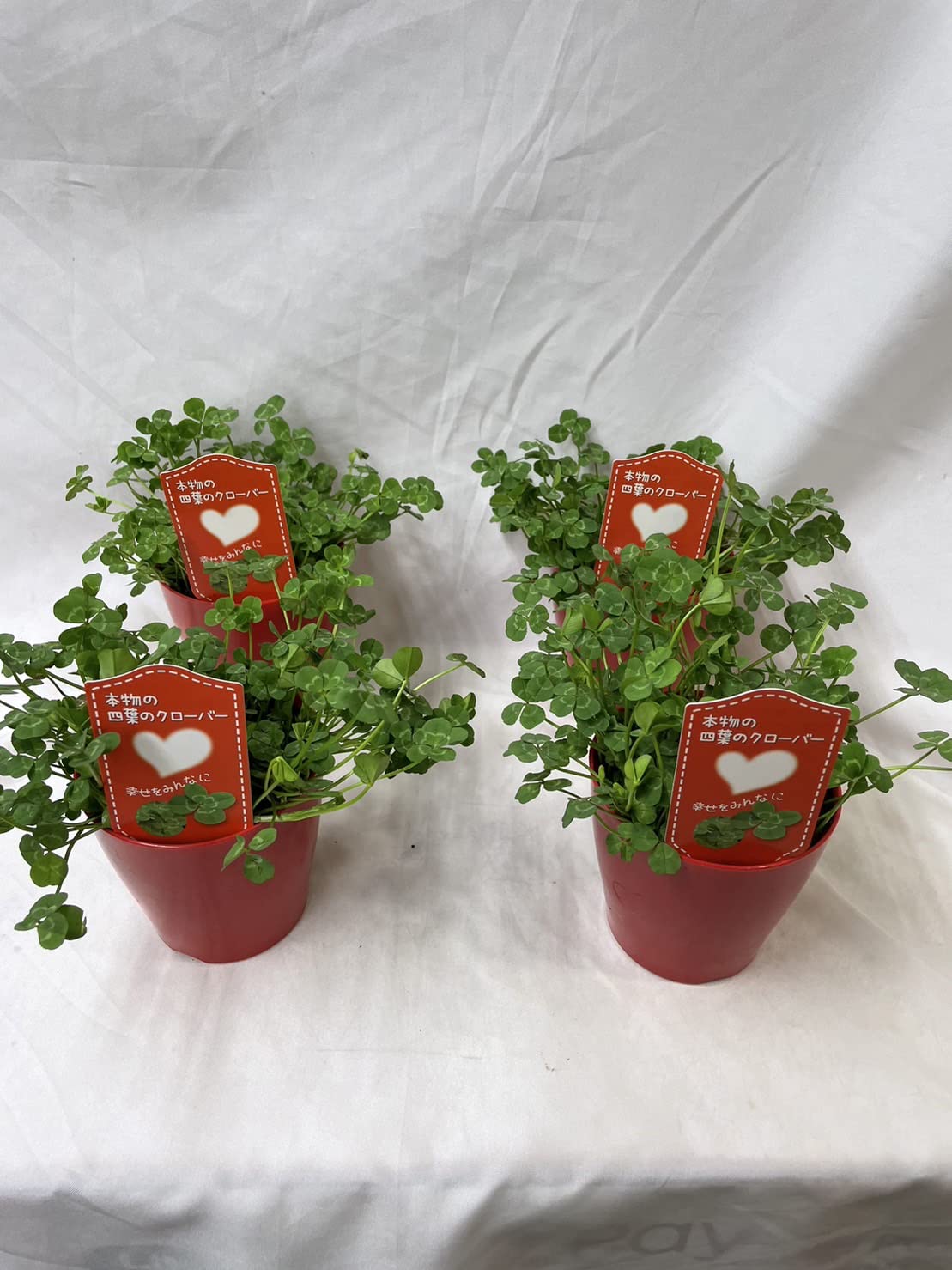 Amazon.co.jp: 四つ葉 の クローバー 鉢植え 苗 種 母の日 父に日