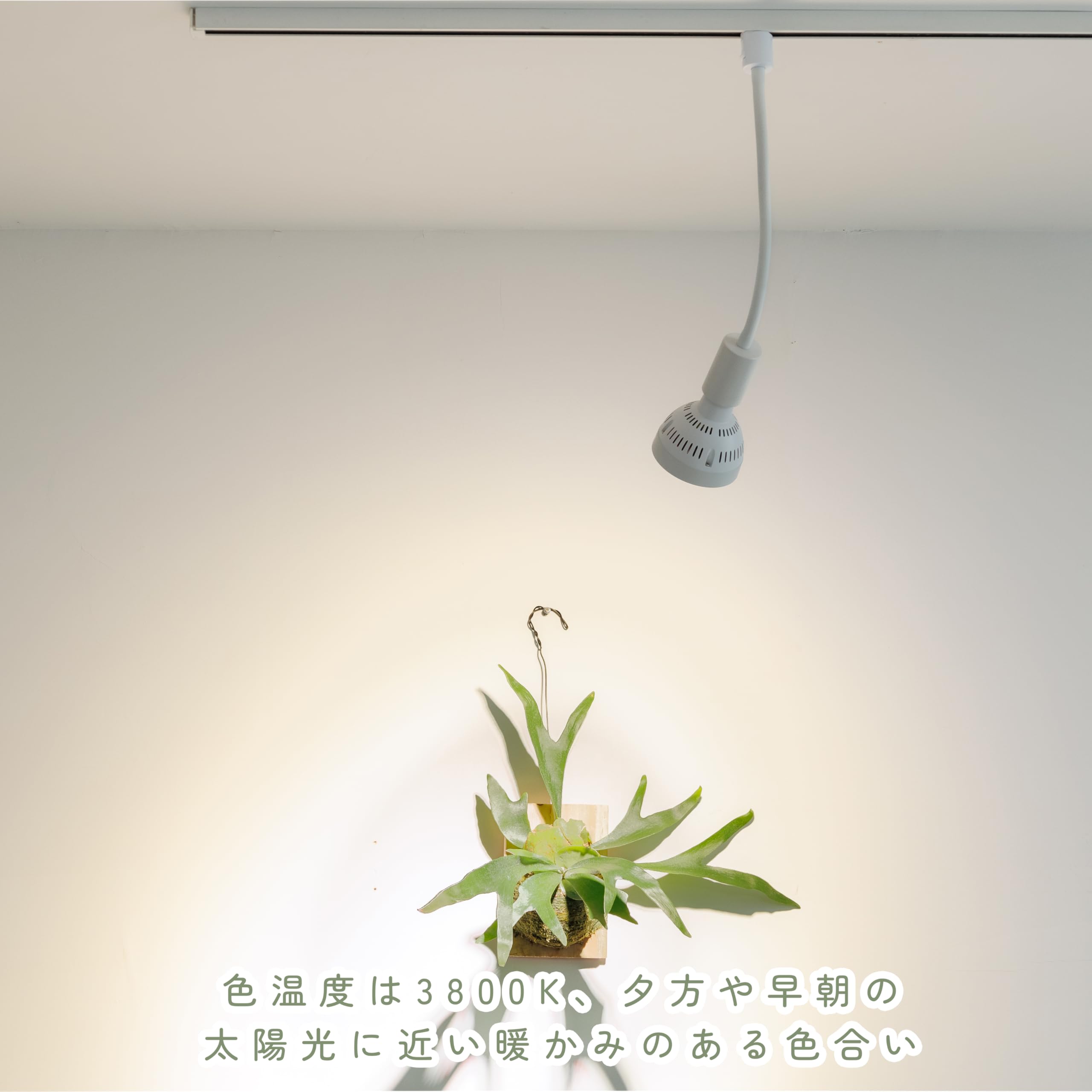 Amazon.co.jp: 智光電気 育成電球 植物育成ライト 昼白色 LED E26口金