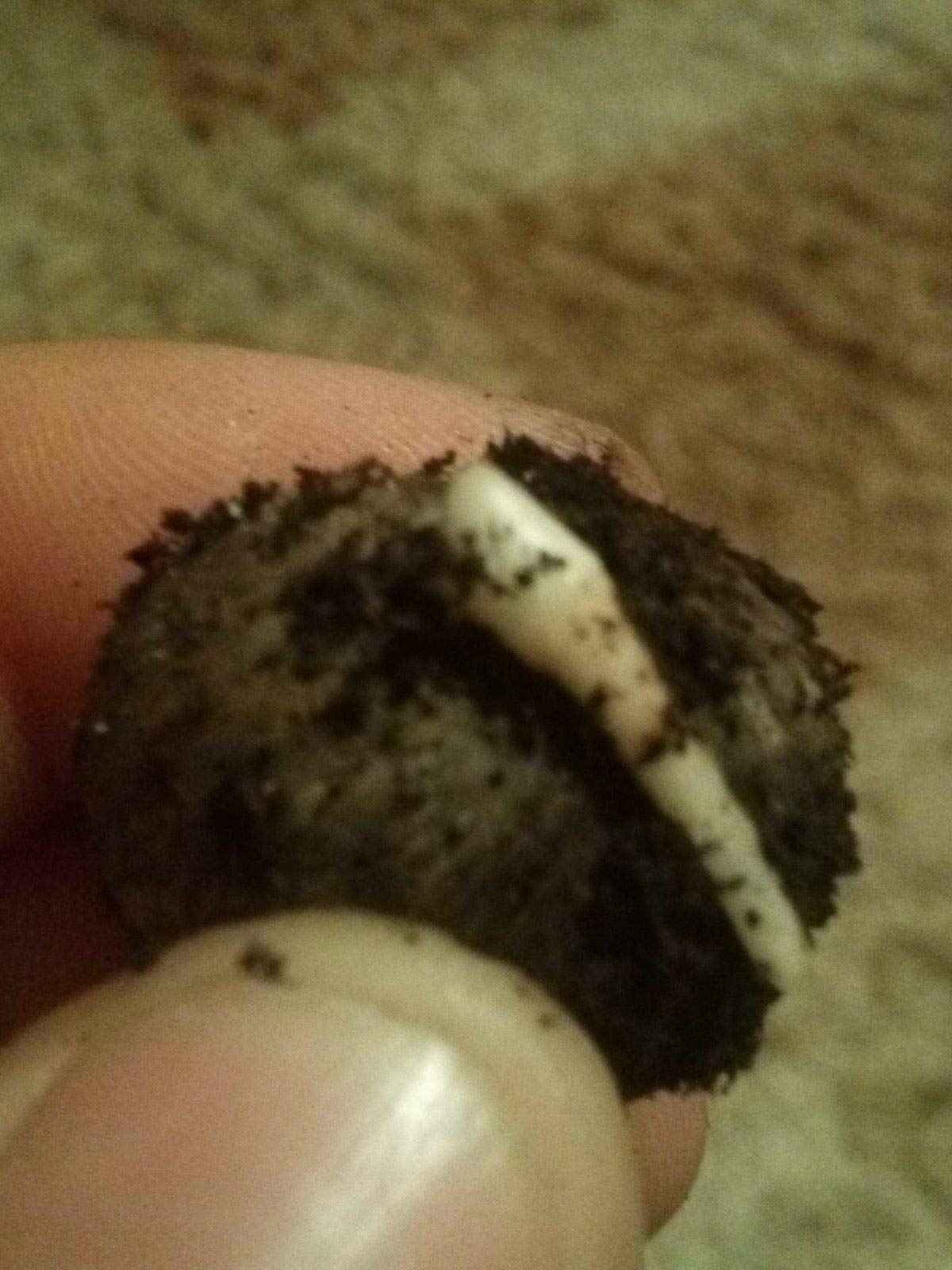 Amazon.co.jp: 【種子】Jubaea Chilensis耐寒性ヤシ チリサケヤシ