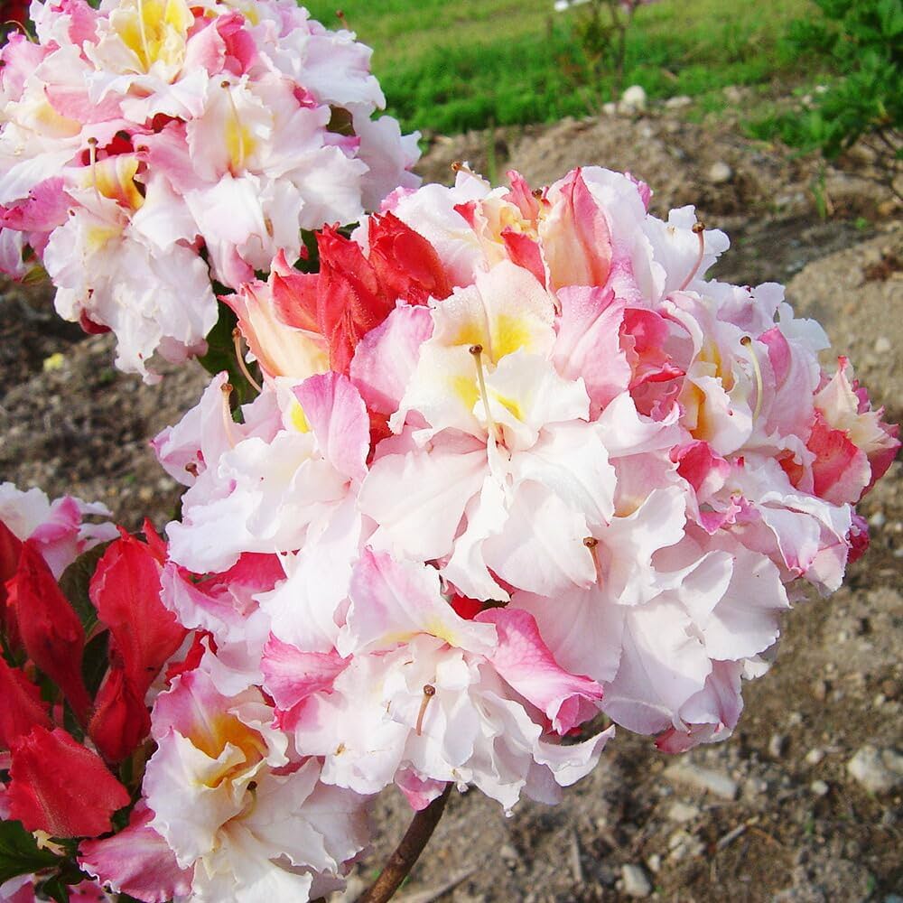 Amazon.co.jp: 八重咲き 信濃 ツツジ 苗 苗木「 ジャックアンドサンド