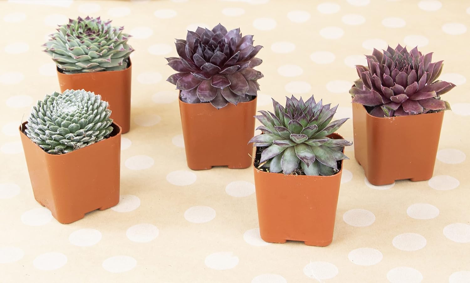 Succulent Plants | 20 Sempervivum Succulents | Rooted in Planter Pots with Soil | Real Live Indoor Plants | Gifts or Room Decor by Plants for Pets