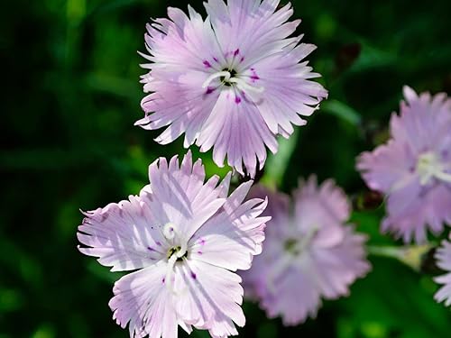Miniatura 2 de Guardería Greenwood Plantas Perennes Vivas - Rosa de Bath + Dianthus Gratianopolitanus - Cantidad 1x Maceta de Pinta - (Haz clic para otras