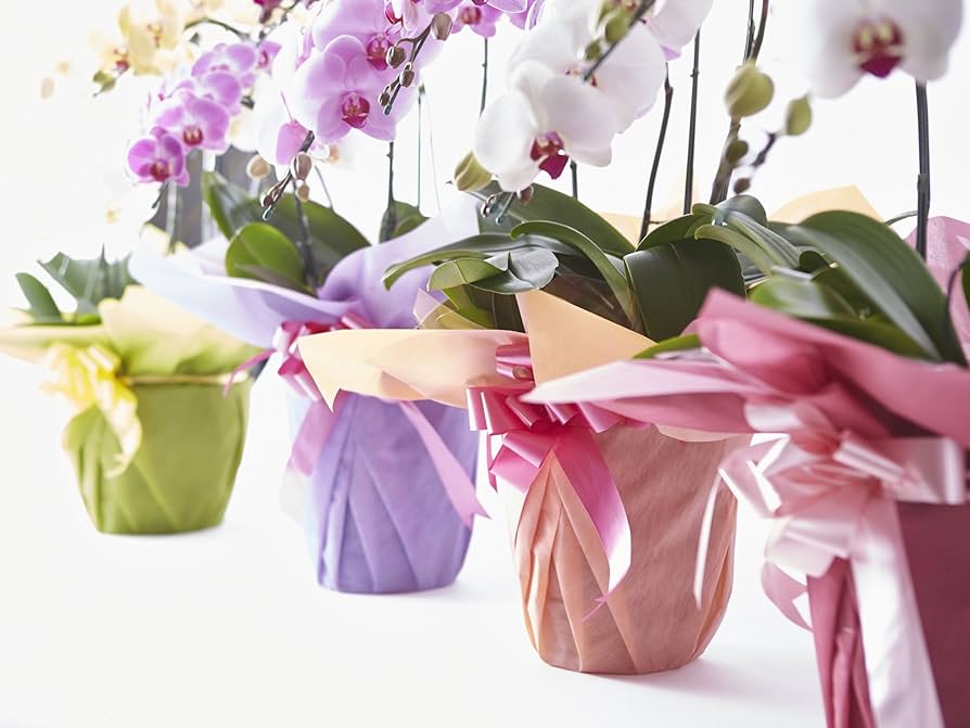 専用 3本立ち 大輪胡蝶蘭 クレイフラワー 大輪 胡蝶蘭 白 3本立ち ハイグレード | シーンから選ぶ