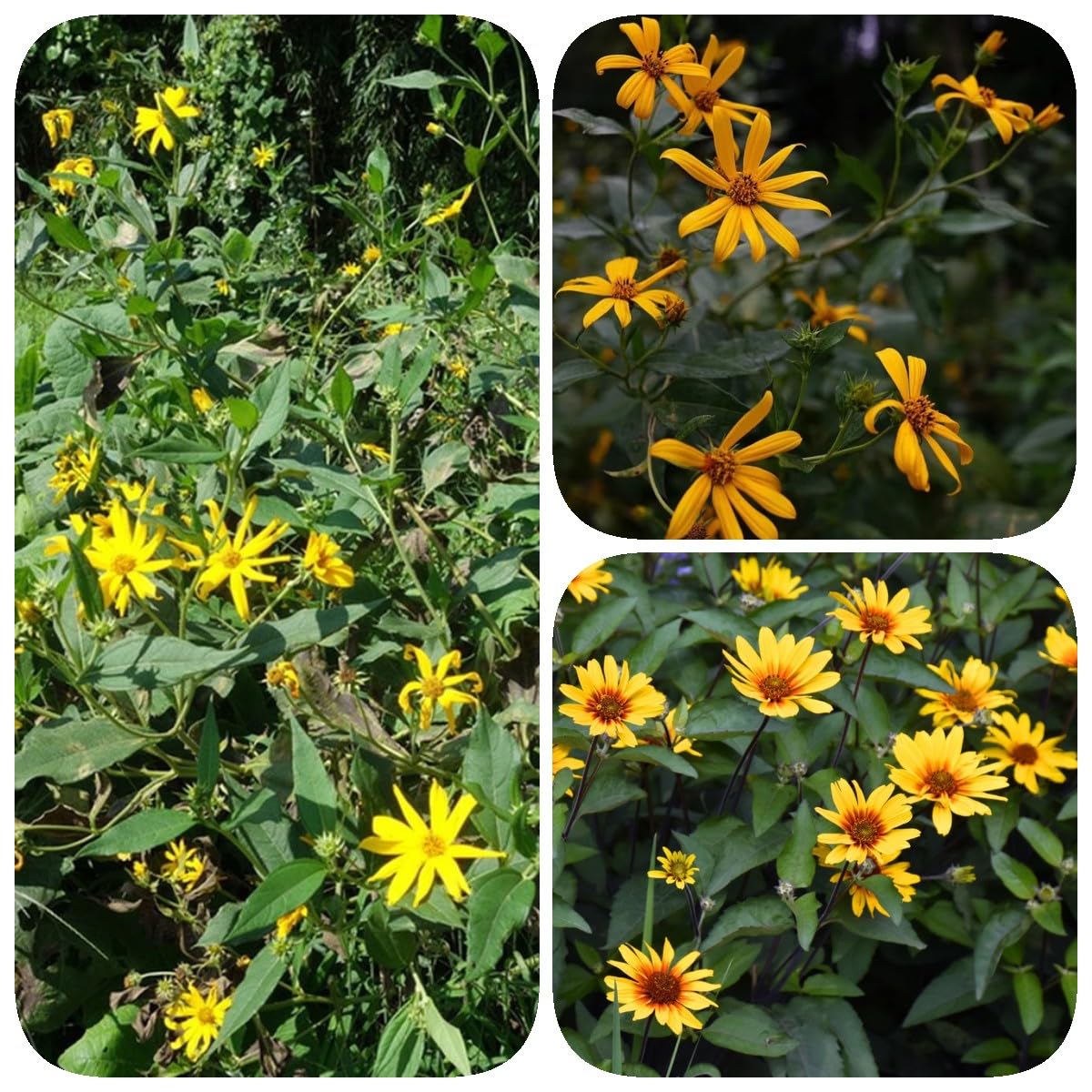 80 Stcke Topinambur Samen bio gartendeko fr drauen (Helianthus  tuberosus) winterharte pflanzen fr garten gemsesamen, bonsai samen  pflanzen balkon, saatgut gemse balkon gemse, : Amazon.de: Garten