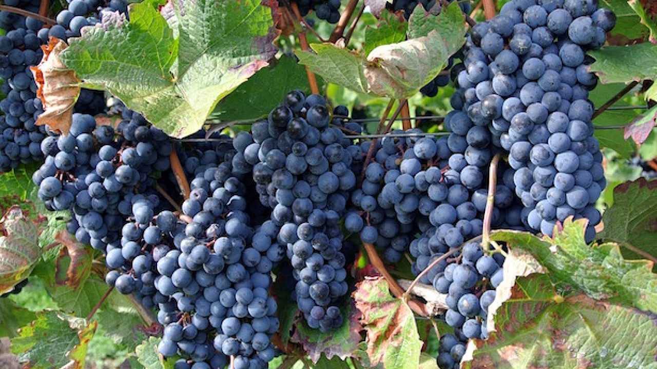 OXIRAME Concime liquido a base di rame stimola il metabolismo e le difese naturali della pianta utili a ridurre i danni causati da patogeni. Professionale – Concentrato – Biologico - Tanica kg 5