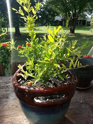 bonsaiboy floración Enano PomegranatePequeñas Punica granatum nana