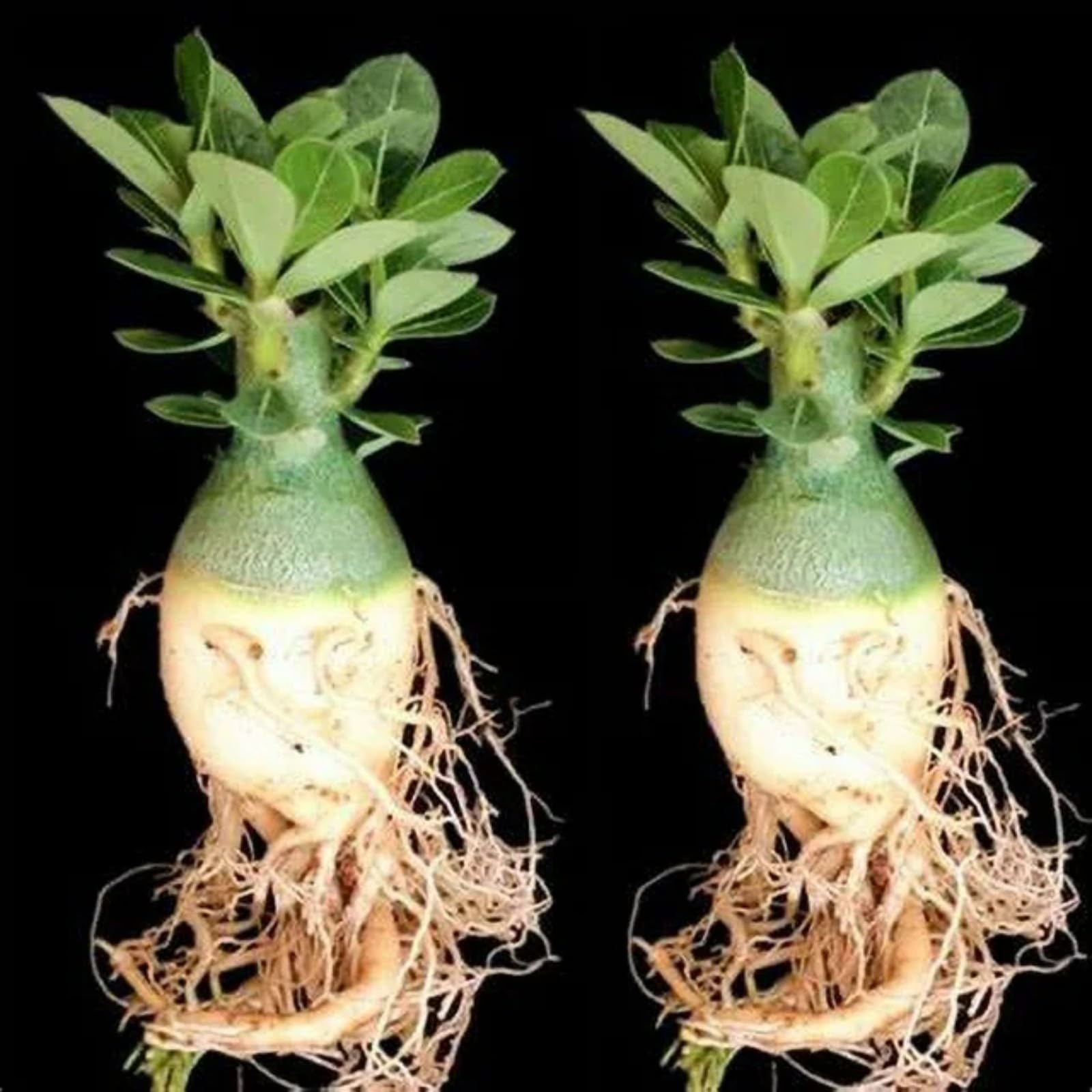 Wüstenrosen Zwiebeln - Winterharte Mehrjährige Pflanzen Mit Doppelten Blütenblättern