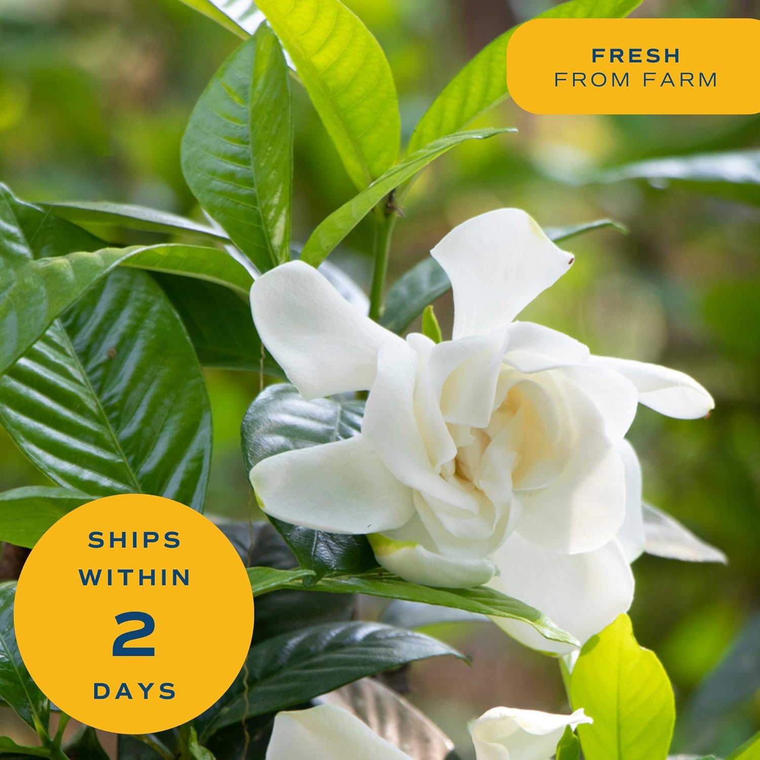 Costa Farms Live Gardenia Plant – Fragrant White Flowering Indoor & Outdoor Shrub, 10-Inch Pot, 3-4 Feet Tall, Glossy Evergreen Foliage, Best Scented Houseplant for Patios, Entryways, & Home Decor