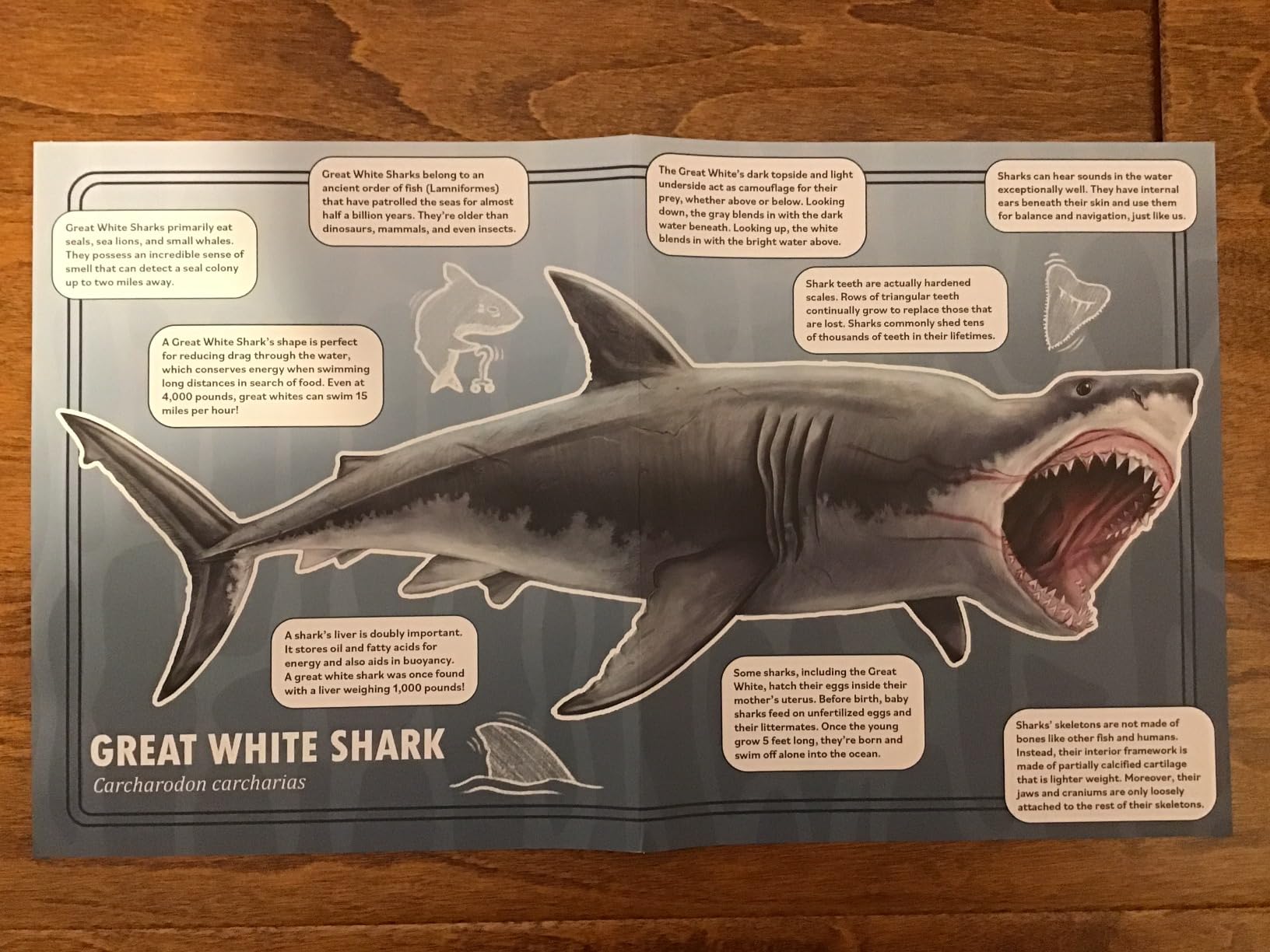 Shark Animal Anatomy Floor Puzzle | 100-Piece Double Sided Jigsaw