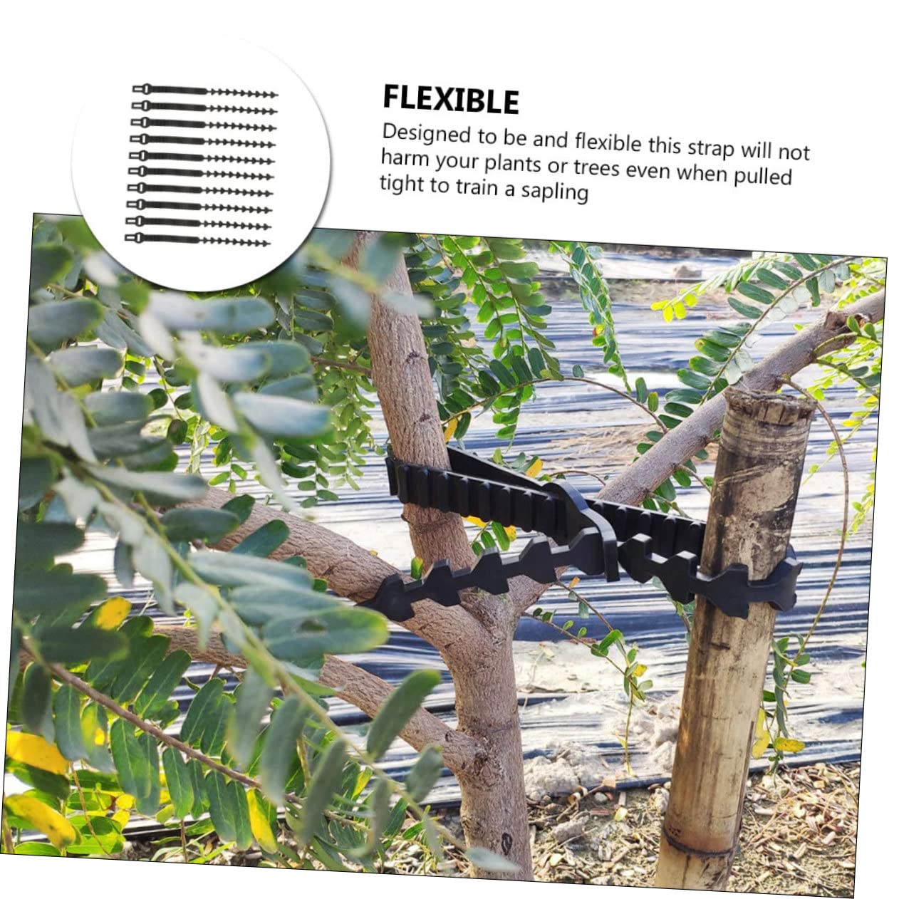 Baumbänder 10 Stück für Obstbäume Jungpflanzen Gummiverschlussband Schwarz Verstellbar zum Binden und Ausrichten von Ästen und Stämmen