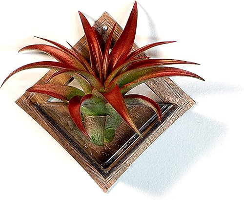 Miniatura 2 de Maceta colgante de pared 9/ Nogal - Soporte para plantas de aire, colgador de plantas para Tillandsia, suculentas, cactus - Exhibición Aerium