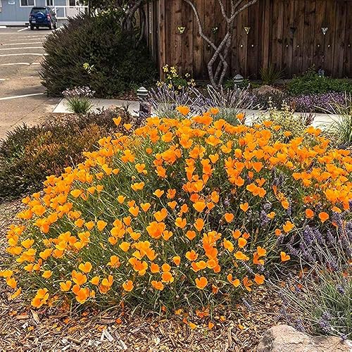 Miniatura 5 de Outsidepride 5 lb.. Anual Eschscholzia Naranja California Amapola Jardín Nativo Semilla De Flor Silvestre