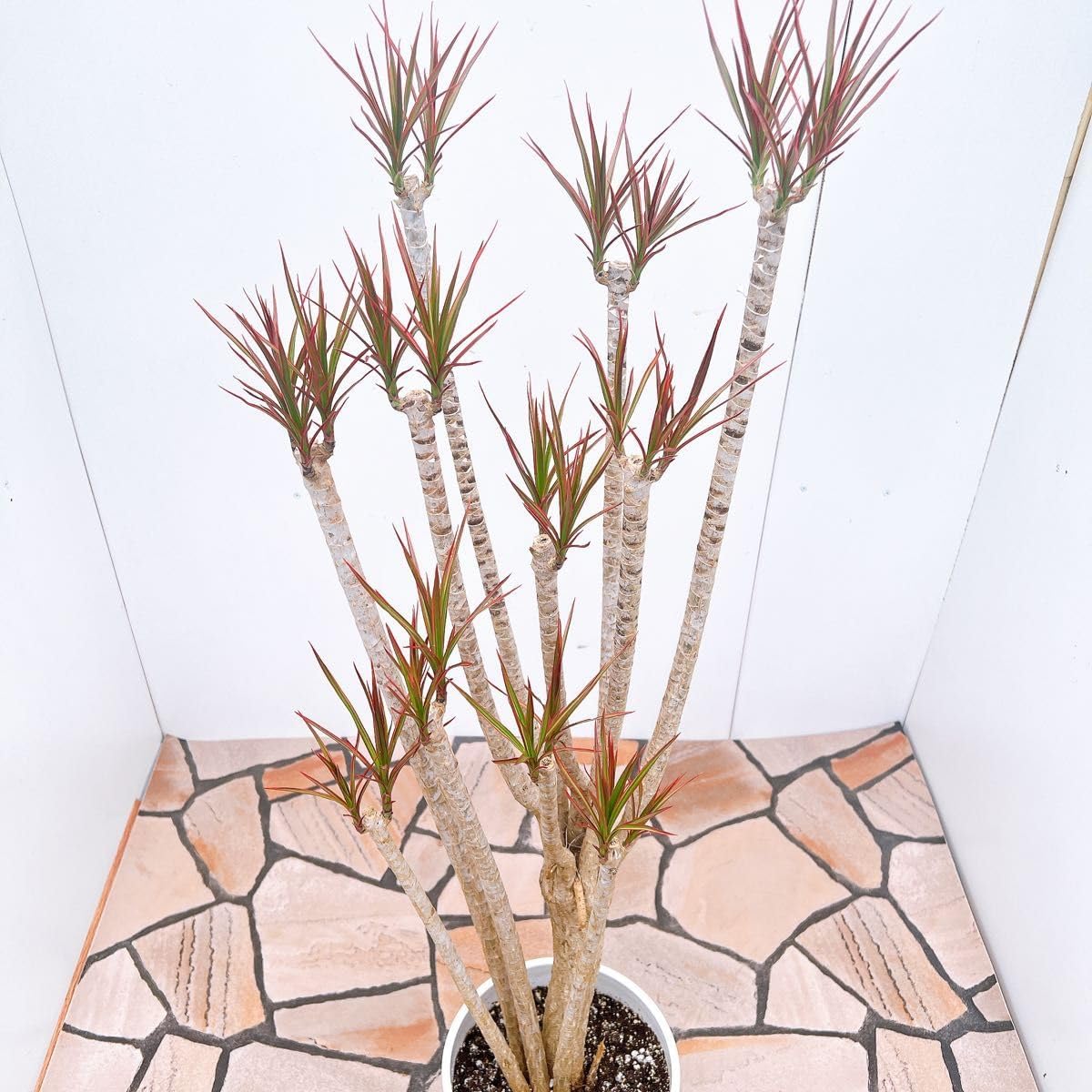 多肉植物 観葉植物 ハオルチア ハオルシア 天使万象錦 糊斑 レア