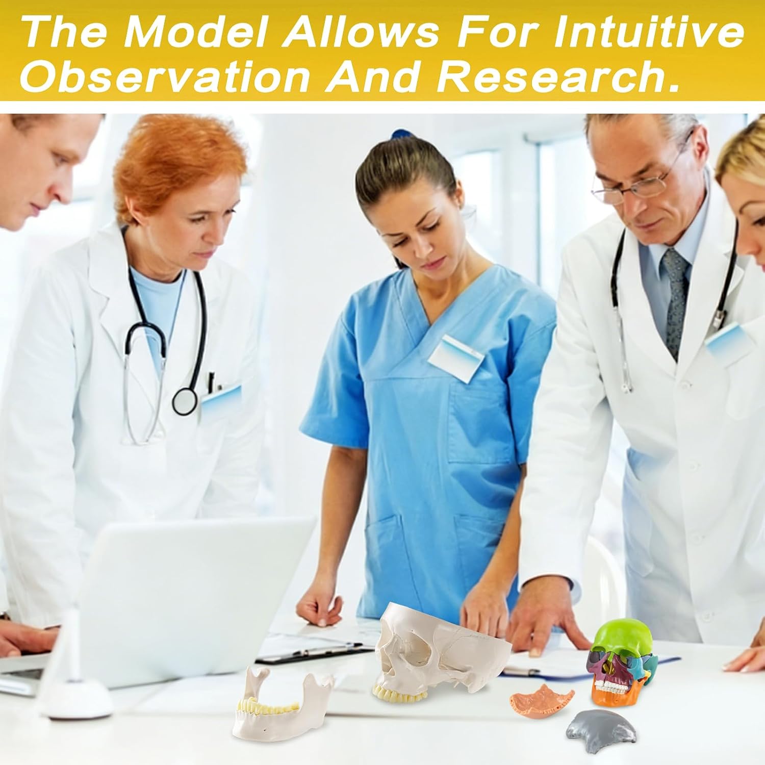 Life-Size 67" Unarticulated Human Skeleton Model with 15-Part Half-Size Exploded Skull & Articulated Hands/Feet - Complete Anatomy Set for Medical Education, Dissection Practice & Study